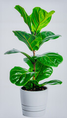 Fiddle Leaf Fig Isolated on White Background, Ficus lyrata Trendy Large Leaf Indoor Plant Concept