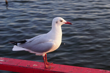 seagull