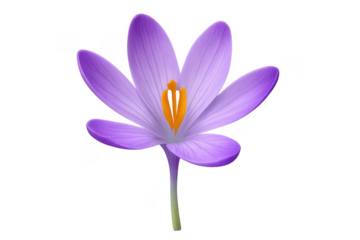 Purple crocus flower blooming during springtime season