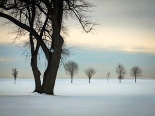 One large leafless tree and six small bare trees in a snow field, a minimalist abstract winter landscape of New England at Seaside Park in Bridgeport, Connecticut, United States