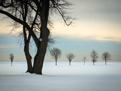 One large leafless tree and six small bare trees in a snow field, a minimalist abstract winter landscape of New England at Seaside Park in Bridgeport, Connecticut, United States