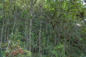 Fototapeta premium rainforest trees