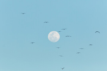 Frigate birds flying in a beautiful full moon sky in Rio de Janeiro.