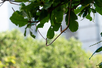 Almond tree leaf outdoors in the Copacabana neighborhood of Rio de Janeiro.