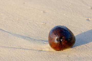 Coconut on the sand of a beach in Rio de Janeiro.