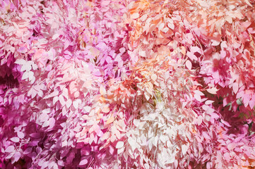 White and pink leaf used for decoration in a house in Rio de Janeiro.