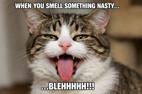 A cat's funny and relatable reaction to encountering an utterly nasty and unpleasant smell