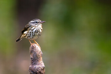A small, cute bird in the cypress swamp at Highlands Hammock State Park. Likely a Louisiana waterthrush (Parkesia motacilla). Perched on a cypress knee.