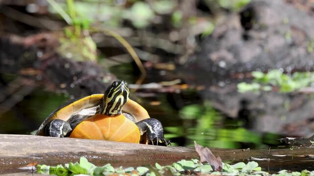 A freshwater turtle emerges from the water in the cypress swamp at Highlands Hammock State Park, Florida. 
It might be a Florida red-bellied cooter (Pseudemys nelsoni). Please check with an expert.