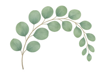 Obraz premium Eucalyptus silver dollar branch watercolor drawing transparent background
