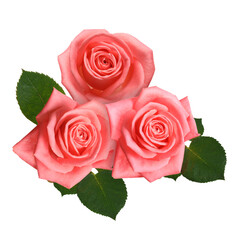 Fototapeta premium Pink roses with green leaves isolated on white