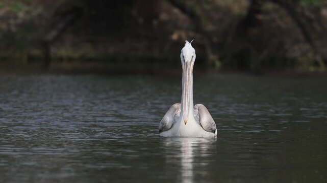 Great white pelican from little rann of kutch