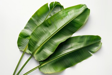 Three vibrant, large tropical green banana leaves with prominent veins