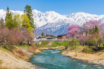 日本の風景・春　長野県白馬村　桜の名所　大出公園 © Yuta1127