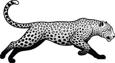 Running leopard illustration vector, black and white spotted wild cat, powerful predator animal artwork for logo, tattoo, wildlife design use © MdSar