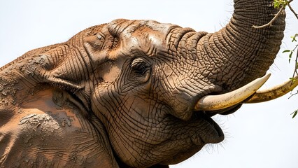 close up of an elephant