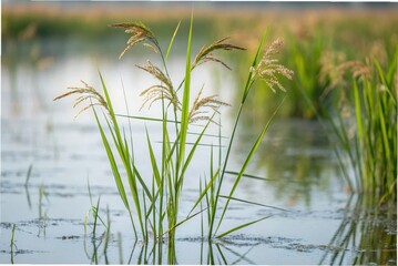 A close-up photograph of wild rice (Zizania palustris) growing in a shallow freshwater lake, tall slender green stalks rising from calm water,