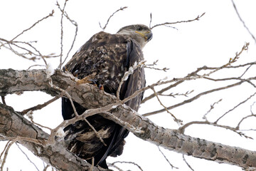 eagle on tree in winter