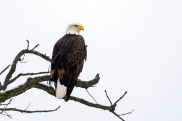 eagle on tree in winter