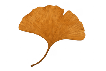 Golden ginkgo biloba leaf isolated transparent background