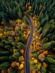 Winding Road Through Vibrant Autumn Forest Showcasing Colorful Trees and Scenic Landscape in a Tranquil Natural Setting