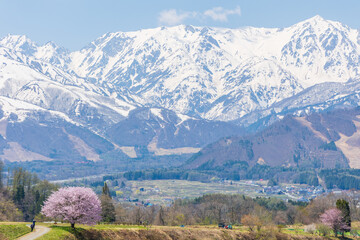 日本の風景・春　長野県白馬村　野平の一本桜 © Yuta1127
