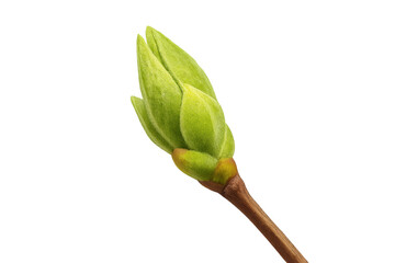 Young green lilac bud growing on branch transparent background