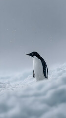 Fototapeta premium Wild Penguin in Natural Antarctic Habitat