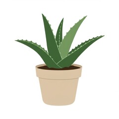 Fototapeta premium Aloe Vera Plant in a Beige Pot Green Leaves Indoor Decoration and Minimalist Style