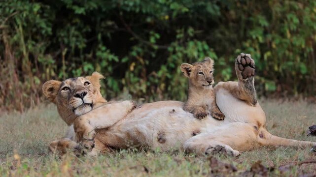 Lioness with her cub resting in GIR national park