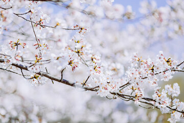 	見頃を迎え咲き誇る桜