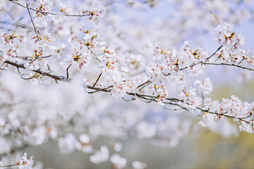 	満開を迎えた染井吉野