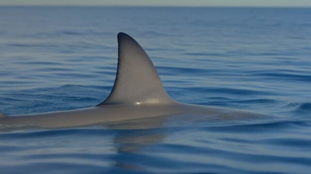 A shark's fin cutting through the serene water. Showing the majestic creature in its natural habitat