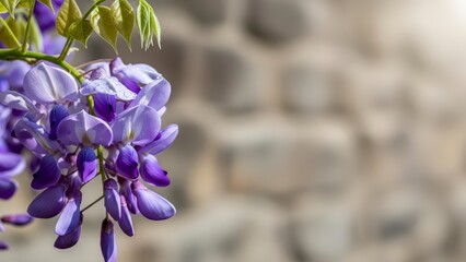 Close-up of vibrant purple wisteria flowers blooming against a blurred stone wall background.