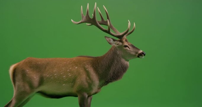 Cinematic shot of a majestic deer with large antlers in a green environment
