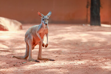 The red kangaroo is stay and eat grass in garden