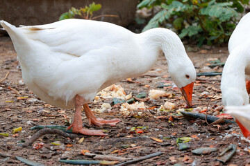 Close up white goose in nature farm garden at thailand