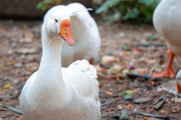 Close up white goose in nature farm garden at thailand