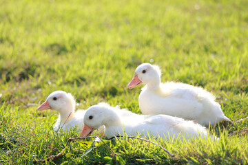 The baby white Duck is eatting in nature garden