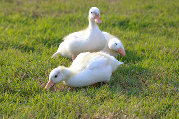 The baby white Duck is eatting in nature garden