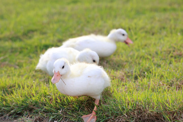 The baby white Duck is eatting in nature garden