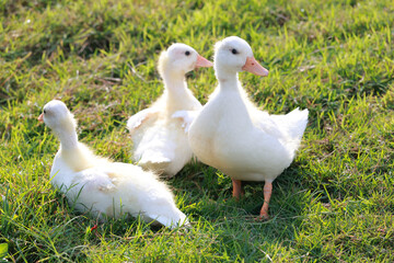 The baby white Duck is eatting in nature garden