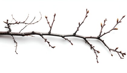A close-up view of a bare tree branch against a stark white background