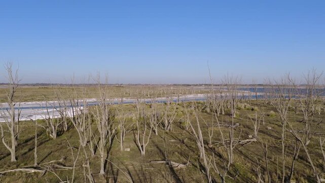 Slow, fluid aerial footage moving at eye-level through rows of skeletal, salt-encrusted trees set against deep blue saline horizon of the Buenos Aires pampas, Laguna Epecu&eacute;n, Adolfo Alsina Argentina