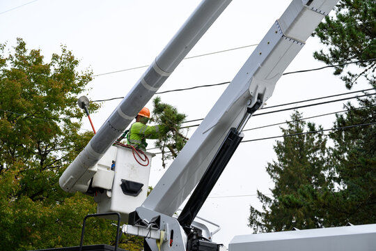 Arborist with a saw in a lift bucket pruning tree branches to keep them away from power lines, utility preventative maintenance work to keep the electricity on constantly 

