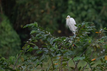A white egret perches quietly on a leafy tree branch, standing out against a lush green forest background.