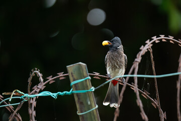  Red-vented Bulbul (Pycnonotus cafer) perched on a rusty barbed wire fence