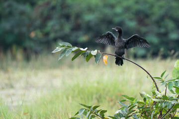 Little cormorant drying its wings. The little cormorant (Microcarbo niger) is a member of the cormorant family