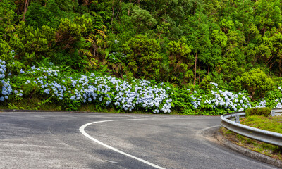 Hydrangea flowers blooming along a winding mountain road. Sete Cidades, San Miguel Island, Azores, Portugal. Lush greenery and vibrant blue flowers by a scenic route.