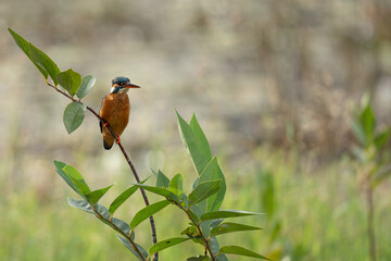 common kingfisher Resting on a Branch